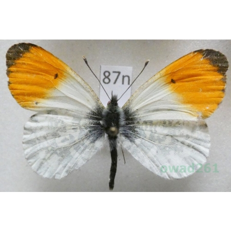 Anthocharis cardamines (Linnaeus, 1758) male Zorzynek rzeżuchowiec Poland87n